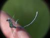 Platycnemis pennipes